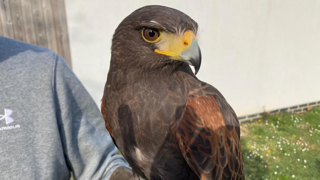 Tormenting Harris&#039;s hawk is captured by Mr Harris