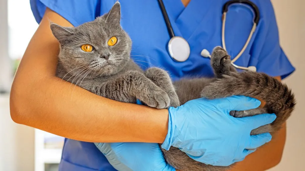 Vets tell BBC they are under &#039;consistent pressure&#039; to make money