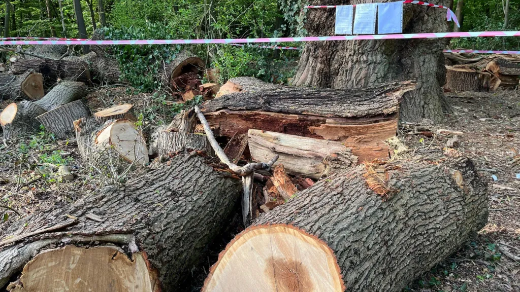 Felled Enfield oak &#039;had 50-year life expectancy&#039;