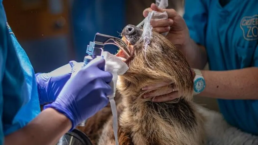 Sloth has pioneering surgery to cure toothache