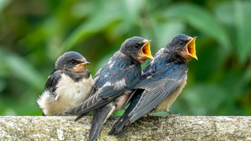 Spring&#039;s hot weather to be treat for nature lovers