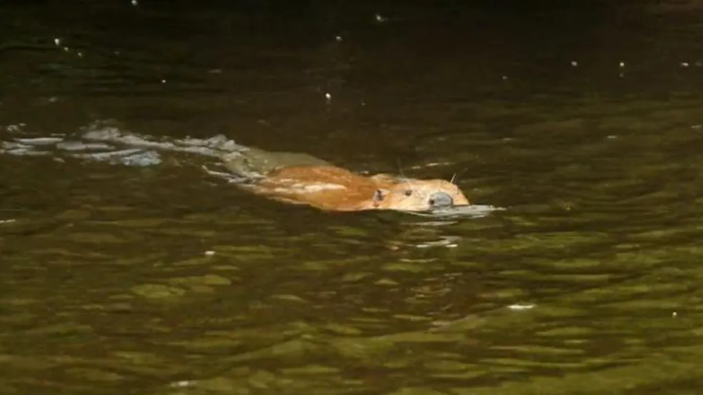 Video shows &#039;very chill&#039; wild beaver after 400-year absence