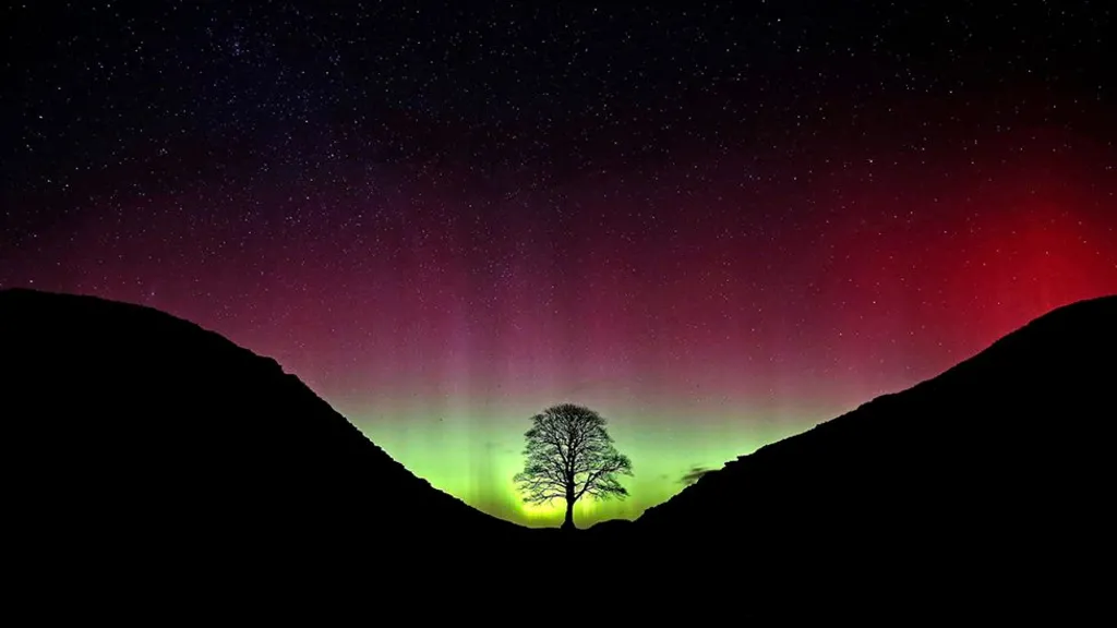 A gaping hole and a double take: How park ranger alerted world to Sycamore Gap tree&#039;s fate