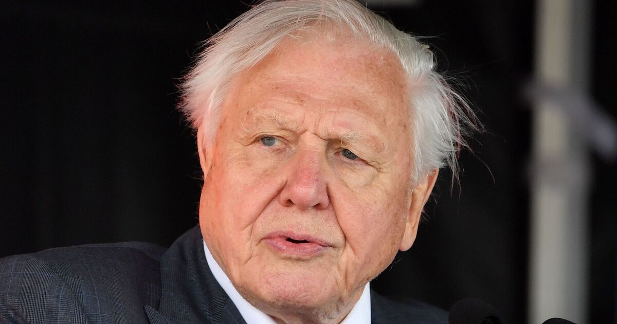 &#039;I watched David Attenborough&#039;s new Ocean film – one thing he said left me in tears&#039;