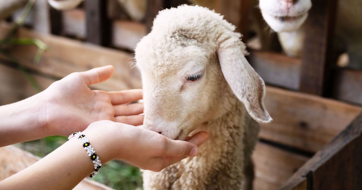 74 sick with rare illness as link to farm investigated