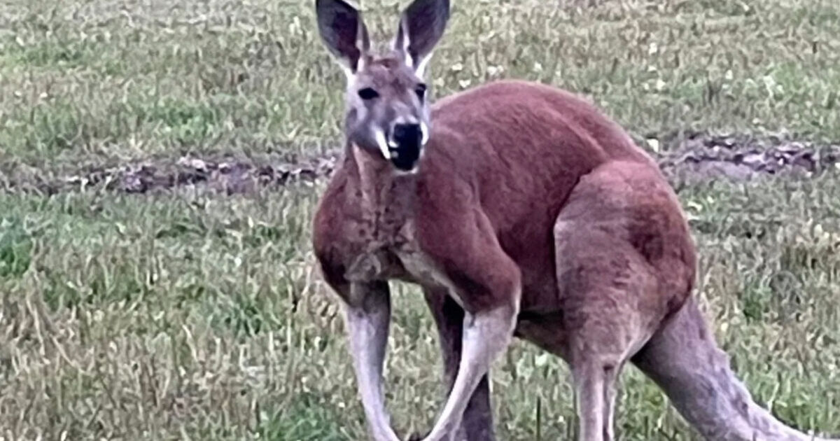 Petting zoo worker &#039;beaten to death by kangaroo&#039; as owner makes horror discovery