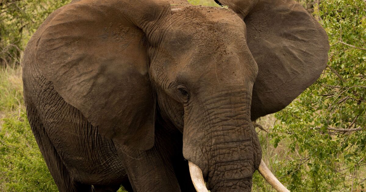 Tourist on safari crushed to death by herd of wild elephants on nighttime walk