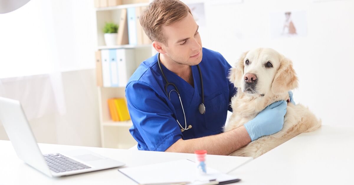 Vet shares response they &#039;hate&#039; from owners told their dog is overweight