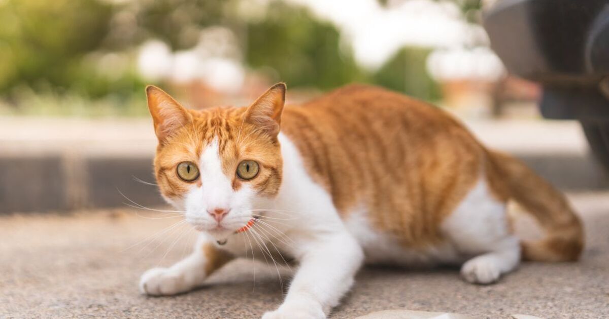 Urgent warning to British cat owners after &#039;very suspicious&#039; spate of disappearances