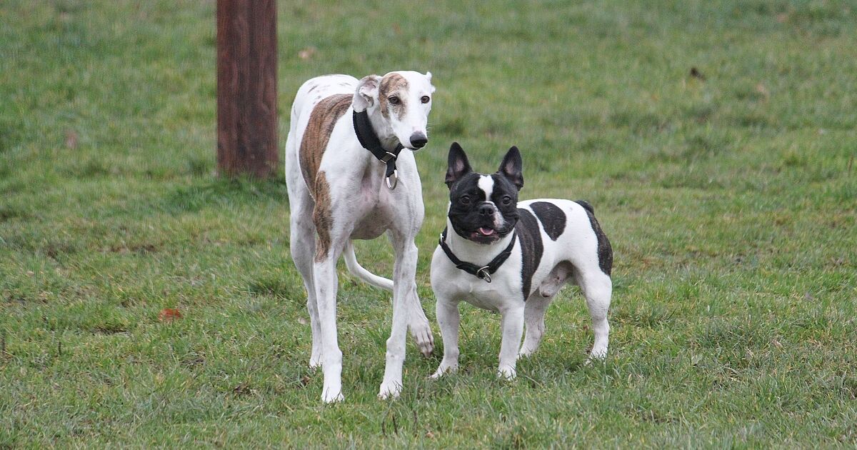 Three facts every pet lover should know about &#039;world&#039;s most popular dog breed&#039;