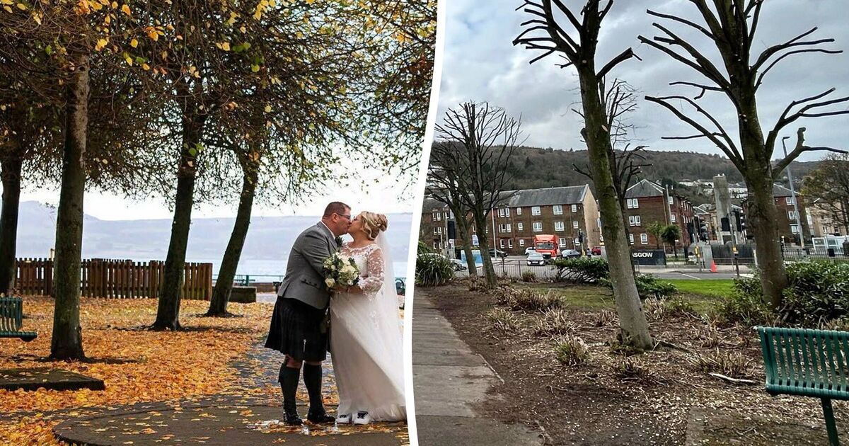 Council accused of &#039;butchering&#039; tree at local beauty spot used for wedding pics