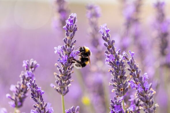 UK bees are dying out - gardening tips to help them and flowers they love