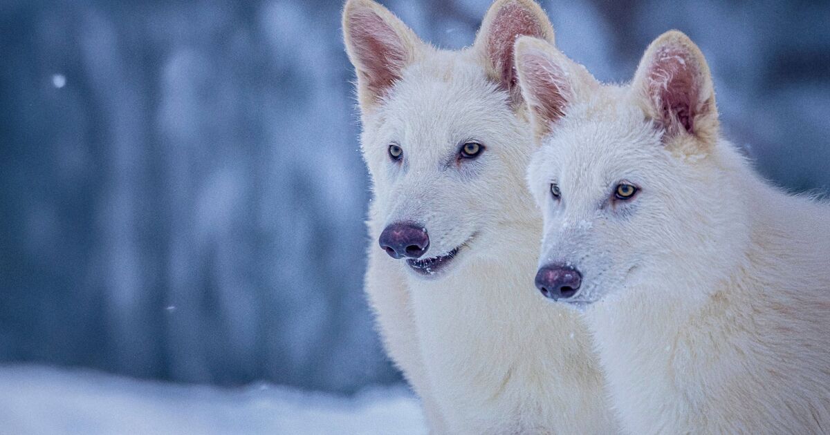 Scientists bring back incredible animal that&#039;s been extinct for 10,000