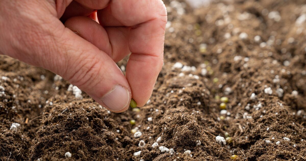 Garden expert&#039;s 1 crucial tip to make sure seeds grow the best they can