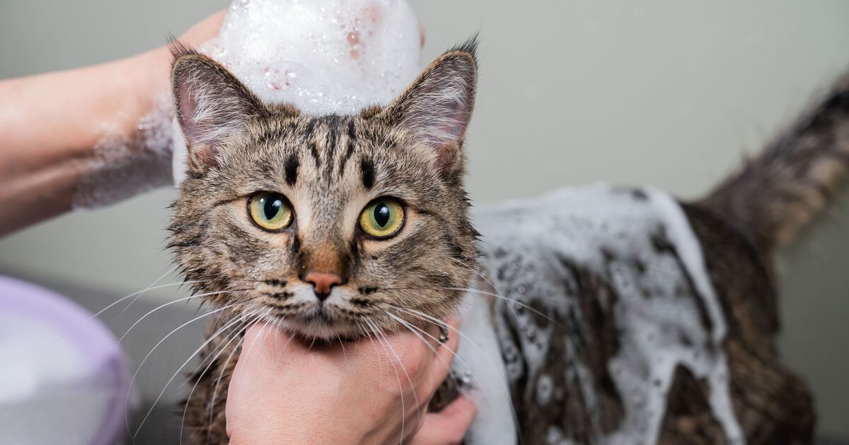 &#039;I&#039;m a vet - this is how often you should wash your cat&#039;