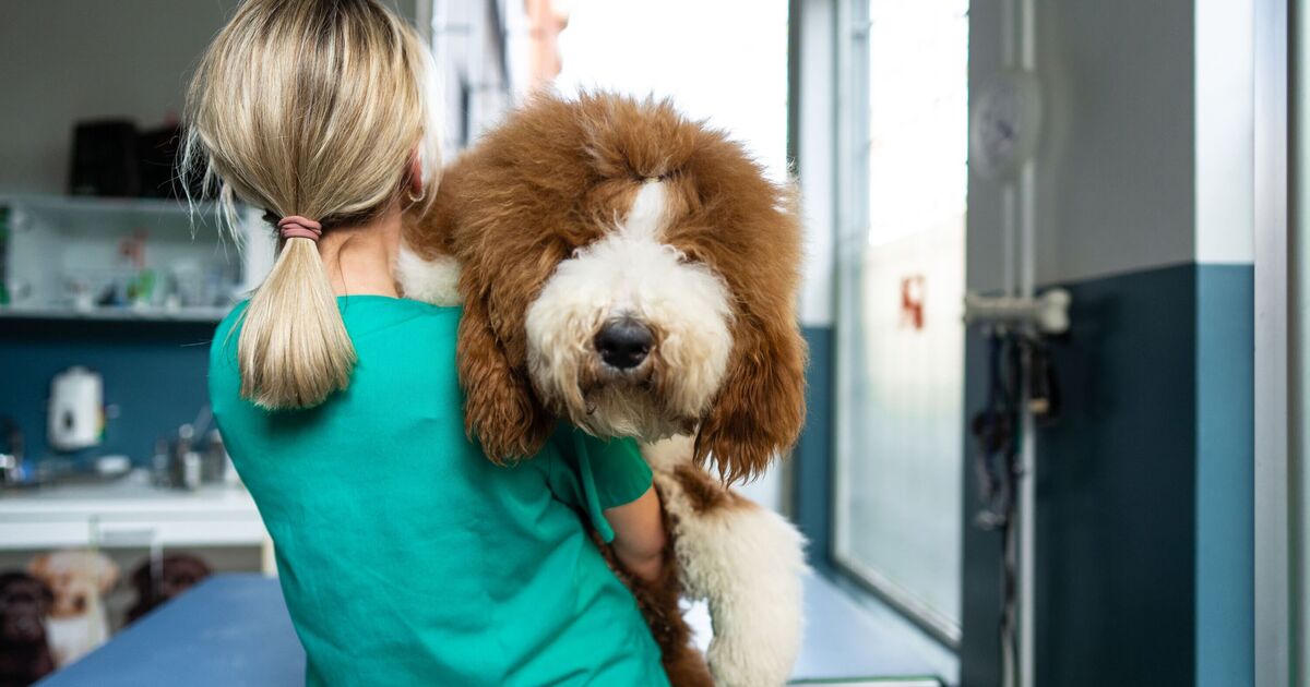 Vet shares how to know if dog is healthy weight in 30 seconds - without scales