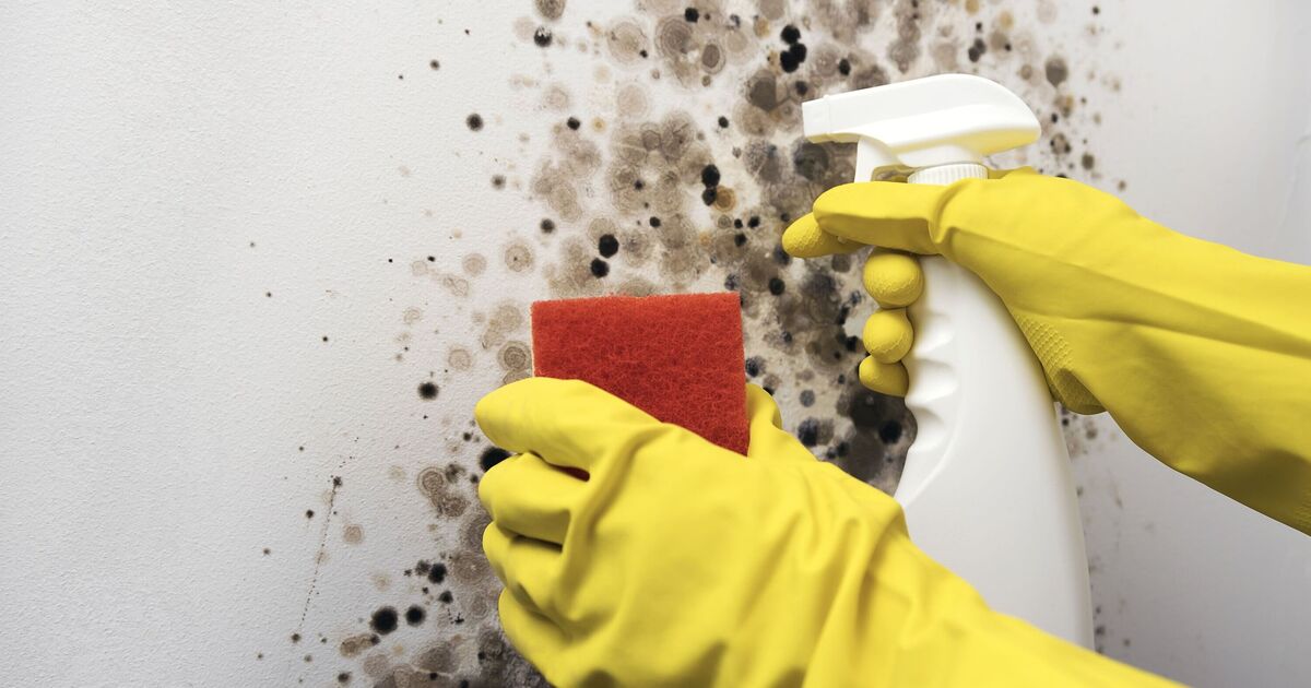 Homeowners urged to act immediately if they spot mould in this part of home