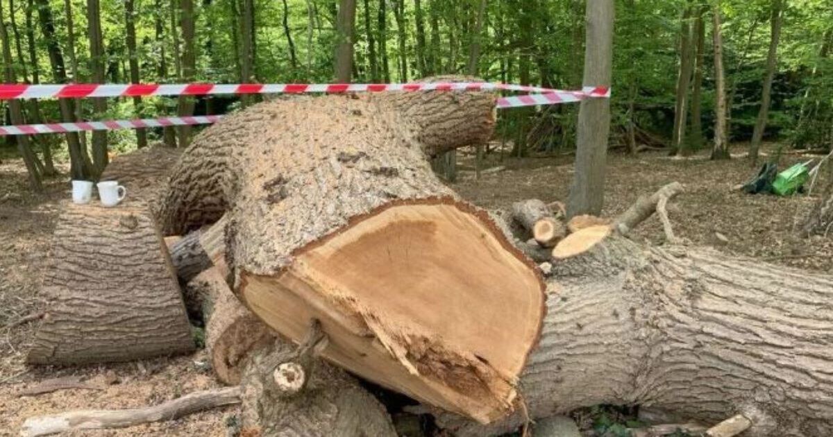 Toby Carvery spark fury after they cut down 400 year old oak tree in pub car park