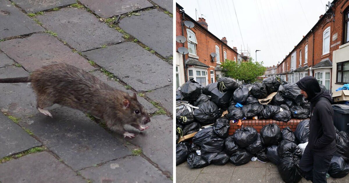 Outrage as Labour-run Birmingham council announces free rat catching services for locals