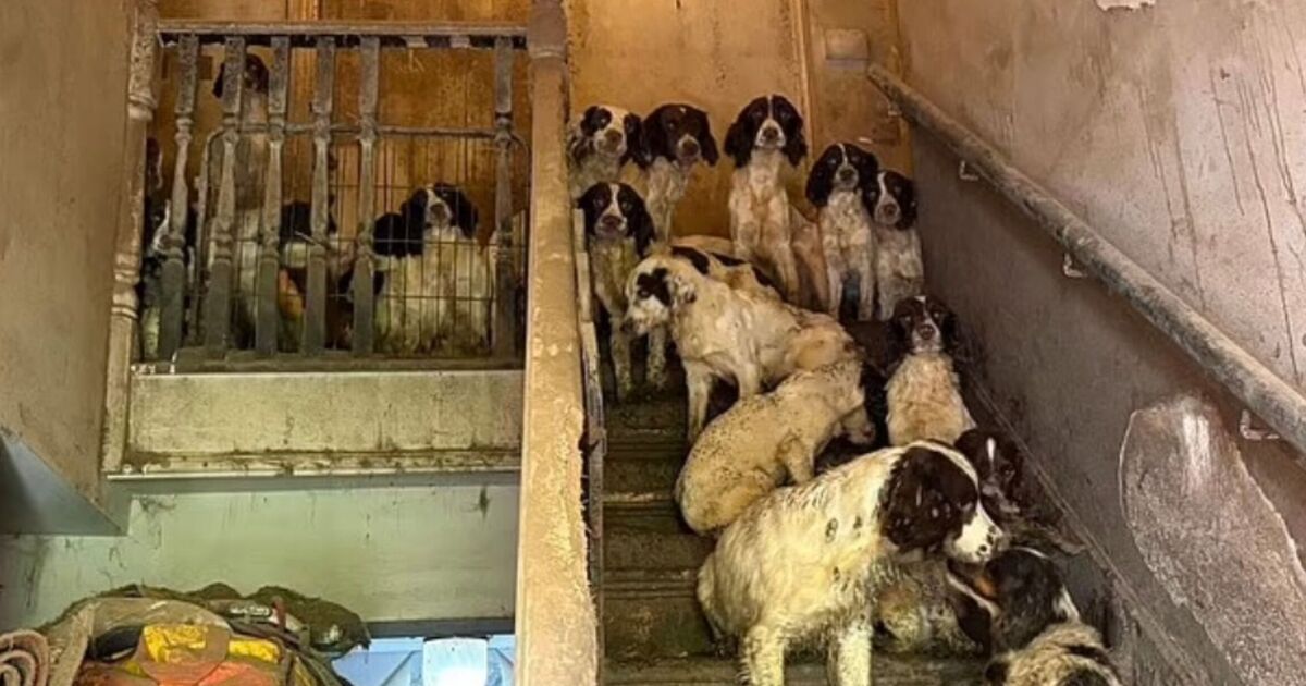 More than 80 dogs found living in appalling squalor in Yorkshire village home