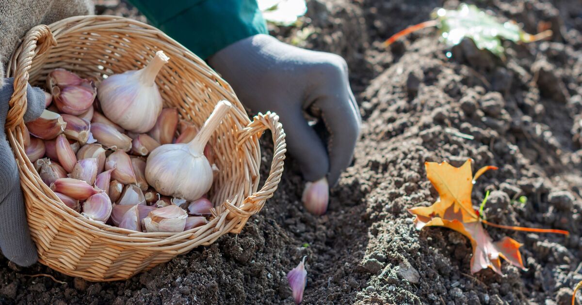 Gardeners told &#039;best way&#039; to grow Garlic at home for large bulbs