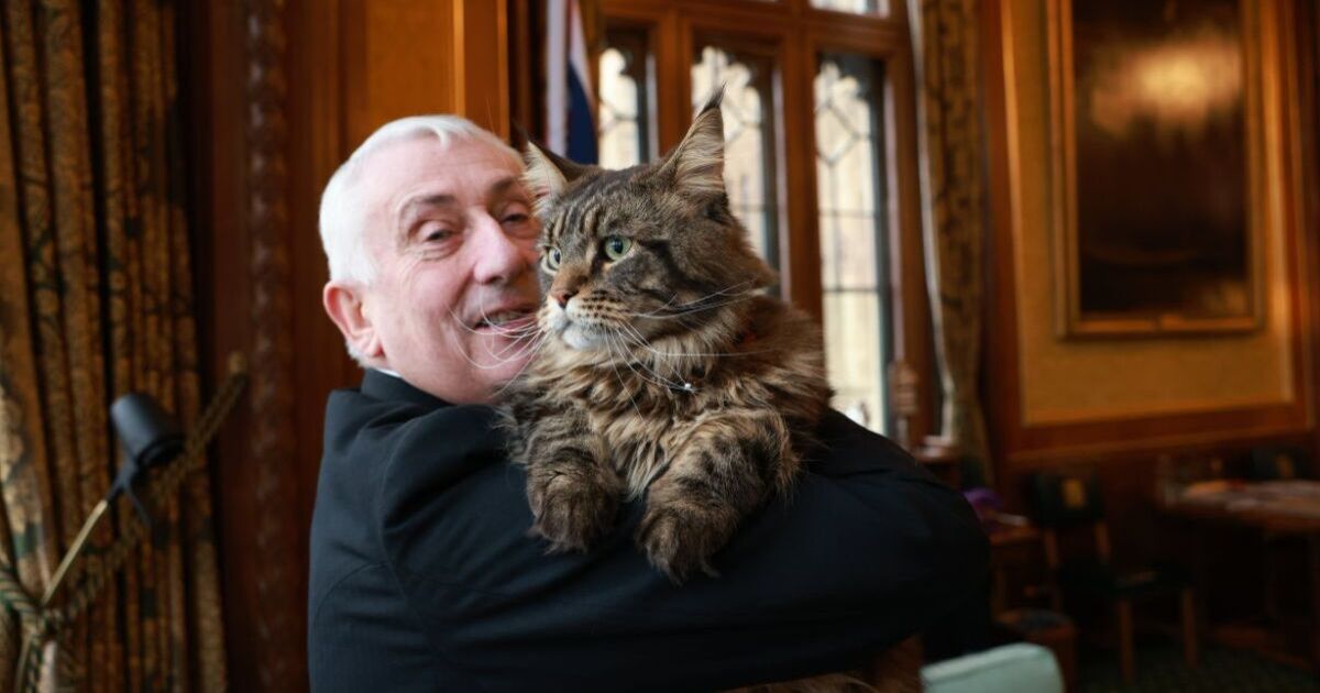 The Speakers Cat immortalised as a toy sold for £25 in the Commons gift shop