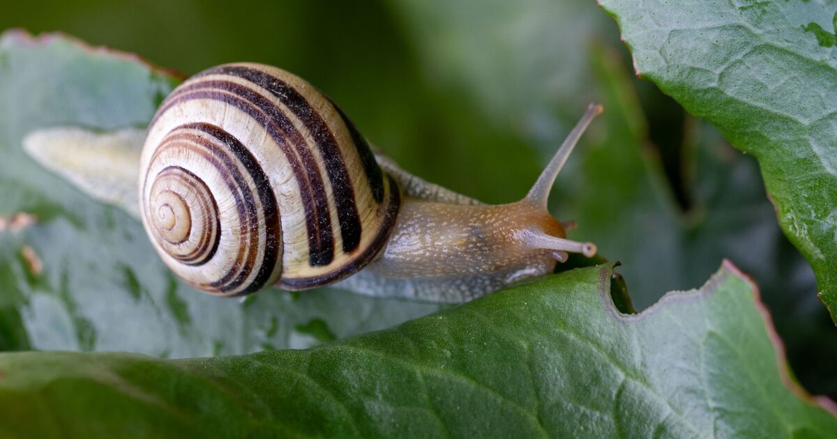 Snails will stay away from your garden with 2-ingredient hack
