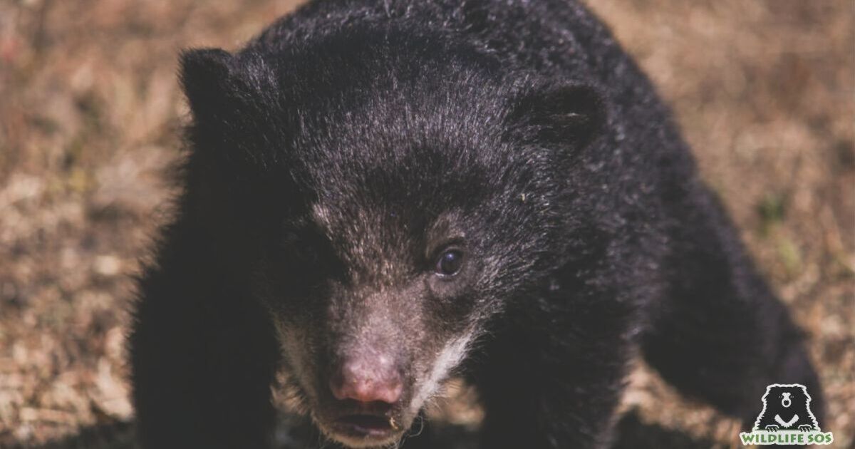 Bear cub rescued thanks to extraordinary efforts of Good Samaritans