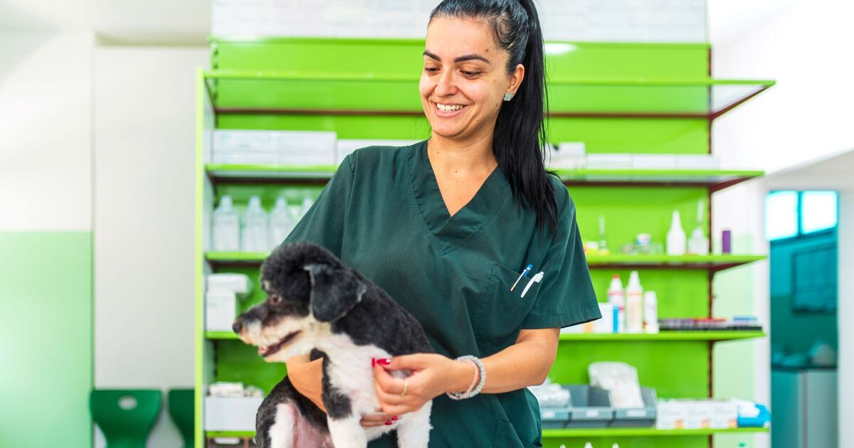 The 10 healthiest dog breeds that won&#039;t need constant trips to the vet