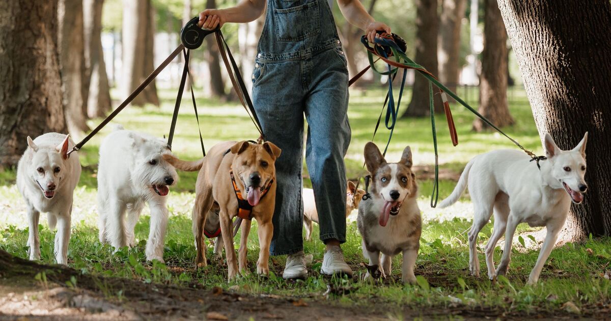 Dog trainer names ‘friendliest dog on the planet&#039; — but it’s not for first-time owners