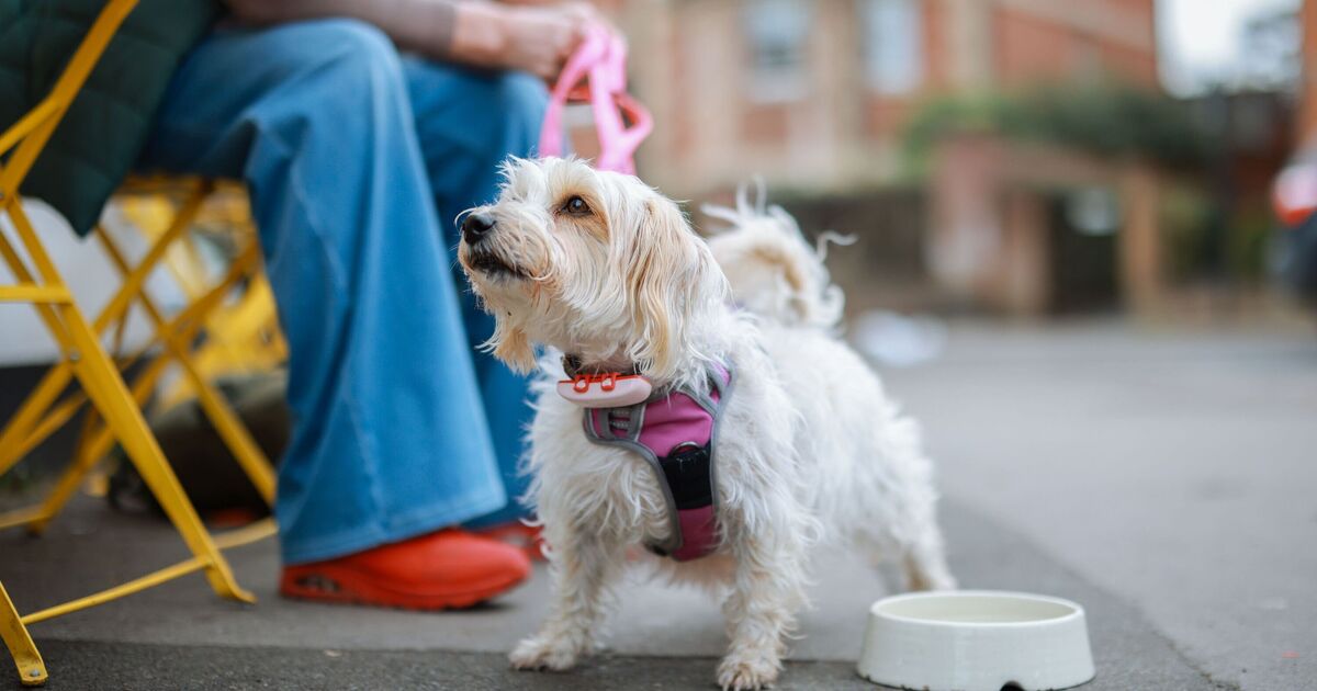 Dog owners should ‘never’ let pets drink from specific bowl, vet nurse alerts