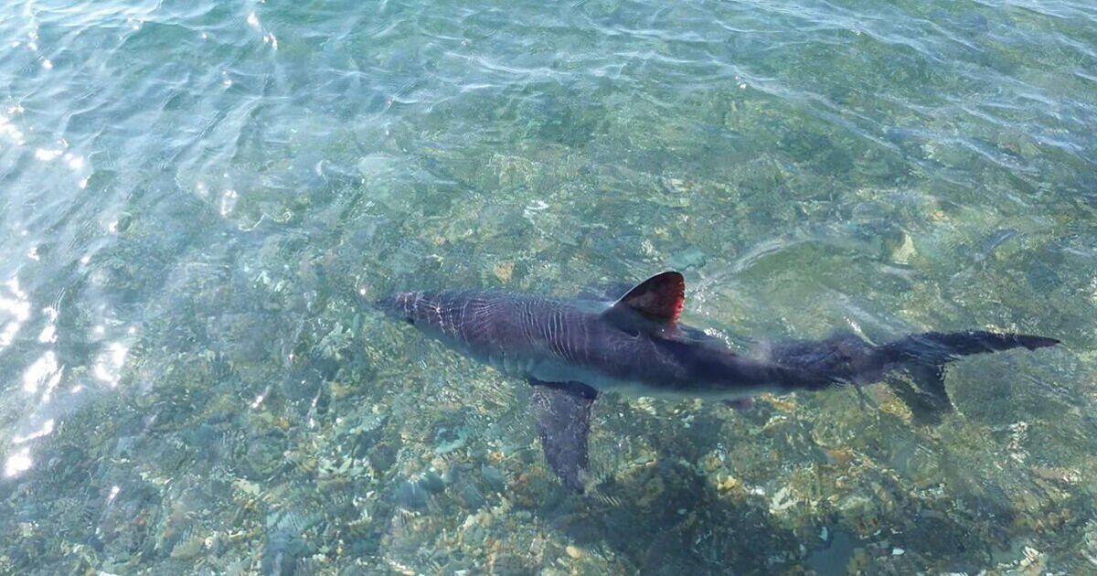 Seven foot &#039;great white shark&#039; spotted off UK coast sparking &#039;mini Jaws&#039; fears