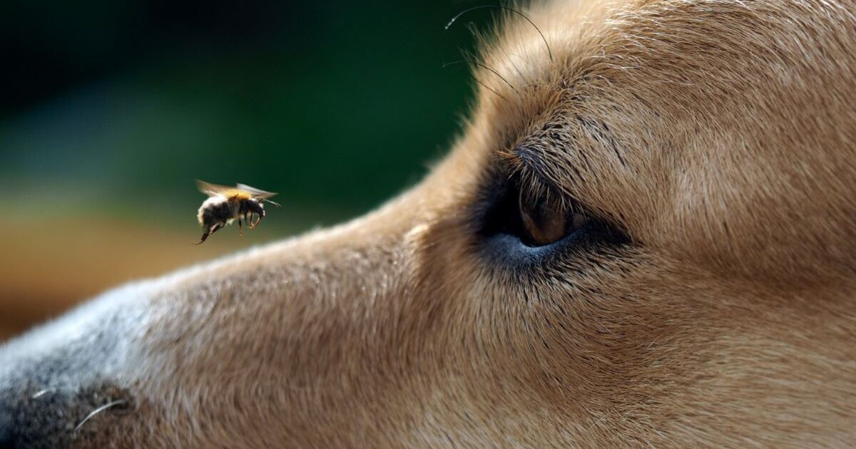 Vet issues alert to anyone with a dog this summer