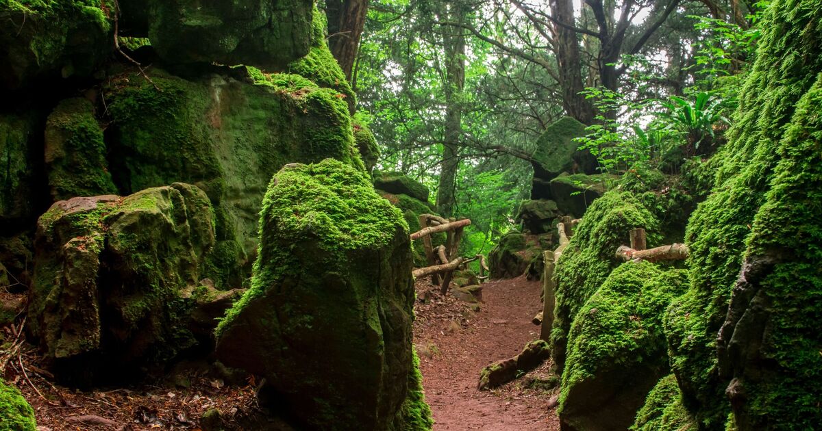 Magical UK forest that inspired Lord of The Rings and Harry Potter with just £10 tickets