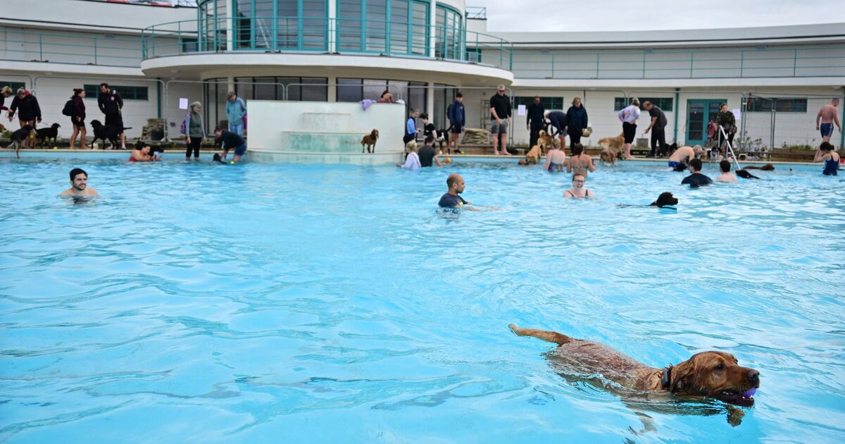 Grade II listed lido an hour from London is paradise for dogs and humans